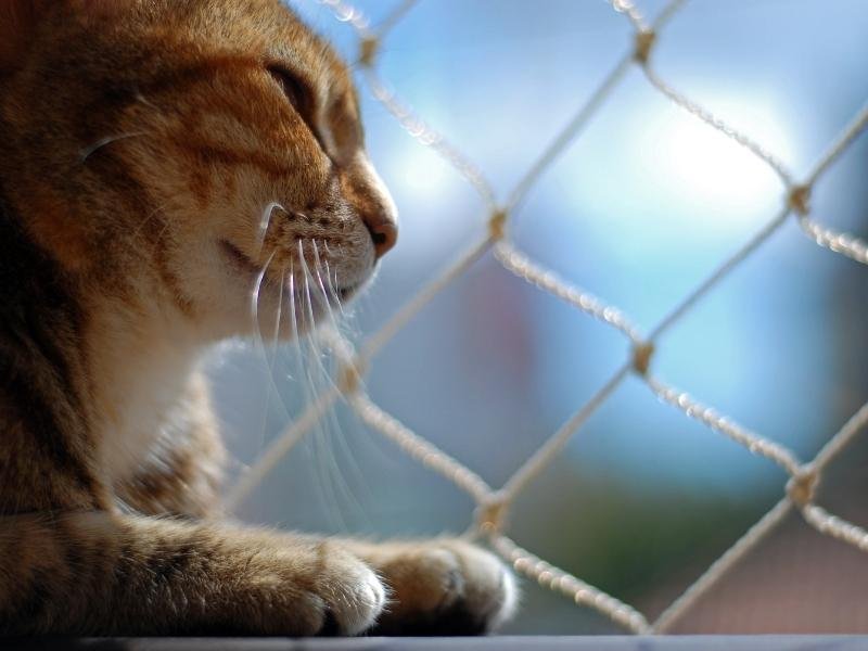 Telas de proteção para idosos em Ponta Grossa