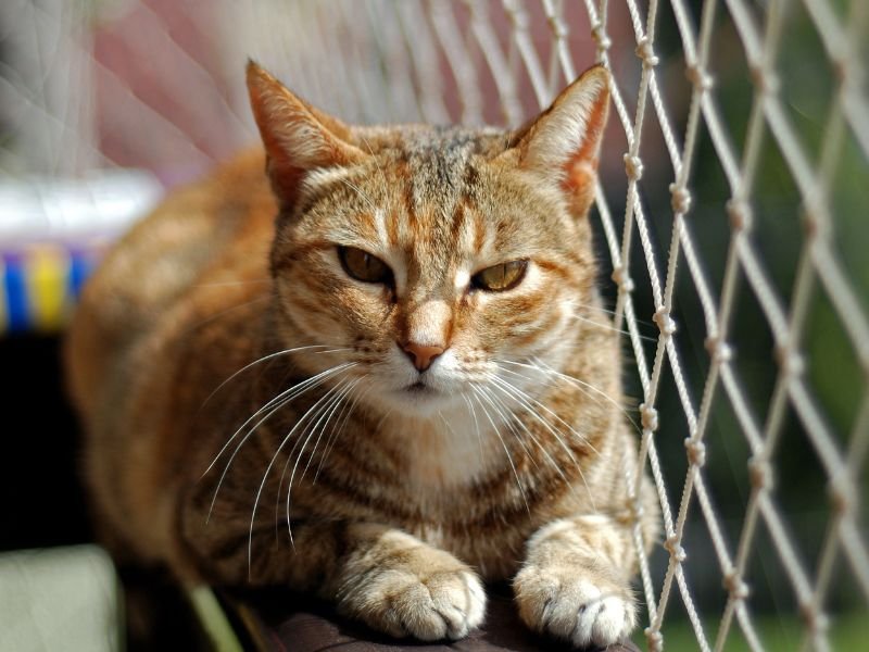 Telas de segurança para quadras em Ponta Grossa
